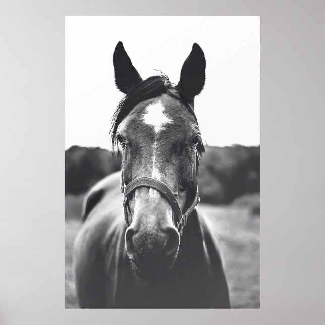 GRAYSCALE PHOTOGRAPHY OF HORSE POSTER (Front)