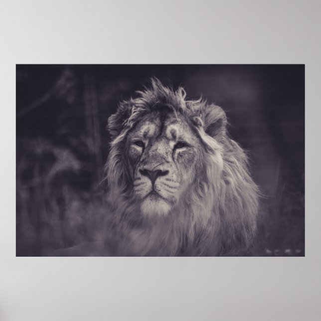 GRAYSCALE PHOTOGRAPHY OF LION POSTER (Front)