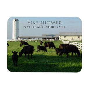 Grazing Angus Cattle, Eisenhower Farm, Gettysburg Magnet