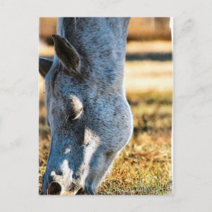 Grazing Appaloosa Horse Postcard