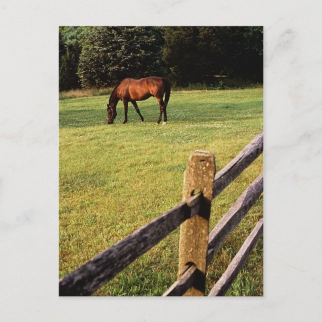 Grazing Bay Postcard (Front)