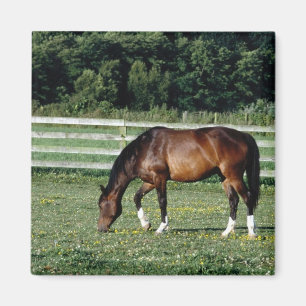 Grazing Bay with White Socks Magnet