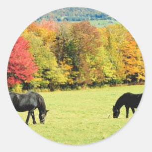 Grazing Black Horses in Autumn Classic Round Sticker