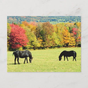 Grazing Black Horses in Autumn Postcard