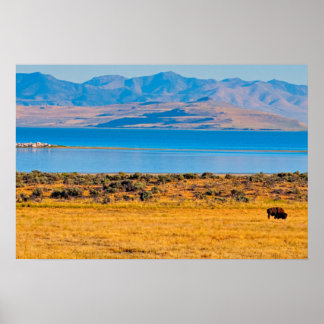 Grazing Buffalo, Great Salt Lake, Utah Poster