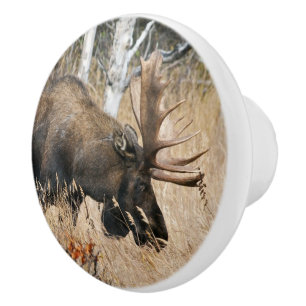 Grazing Bull Moose Ceramic Knob