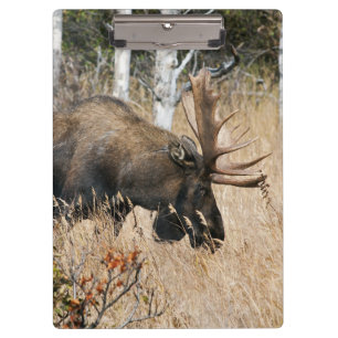 Grazing Bull Moose Clipboard