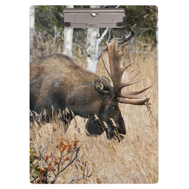 Grazing Bull Moose Clipboard (Front)