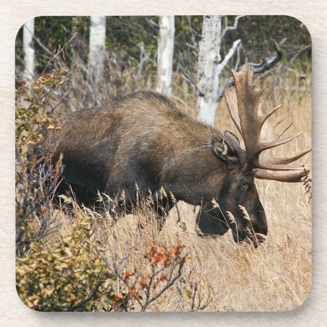 Grazing Bull Moose Coaster (Front)