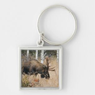 Grazing Bull Moose Key Ring