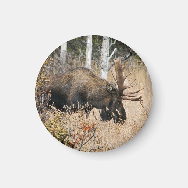 Grazing Bull Moose Magnet (Front)