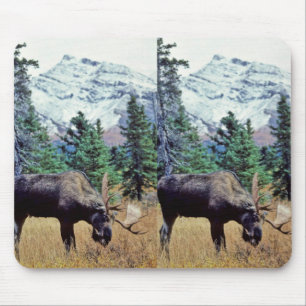 Grazing Bull Moose Mouse Pad