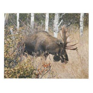 Grazing Bull Moose Notepad