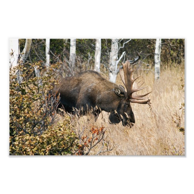 Grazing Bull Moose Photo Print (Front)
