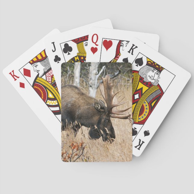 Grazing Bull Moose Playing Cards (Back)