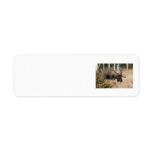 Grazing Bull Moose Return Address Label