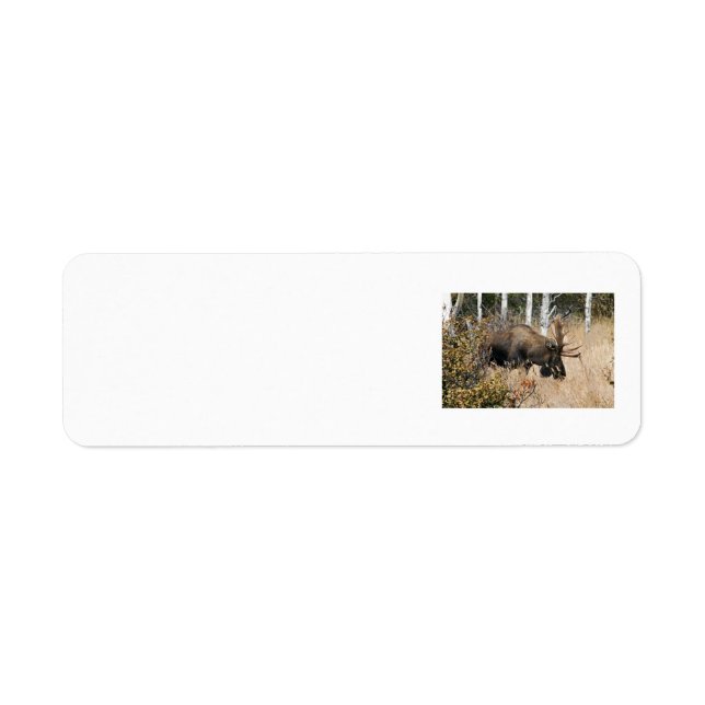 Grazing Bull Moose Return Address Label (Front)