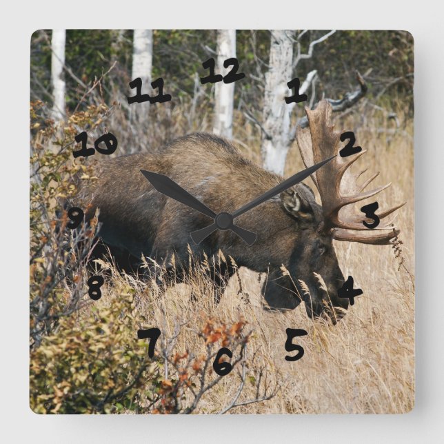 Grazing Bull Moose Square Wall Clock (Front)