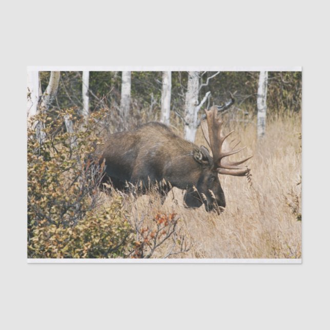 Grazing Bull Moose Tissue Paper (Front)