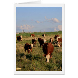 Grazing Cattle Blank Card