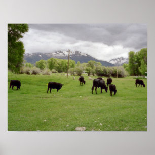Grazing Cattle v2 Poster