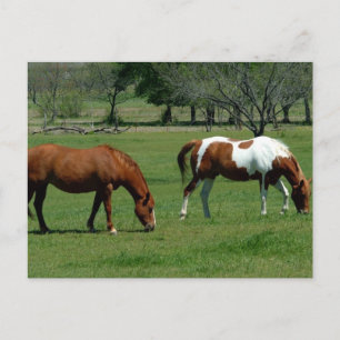 Grazing Chestnut and Pinto Postcard