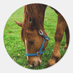 Grazing Chestnut with Stripe Classic Round Sticker