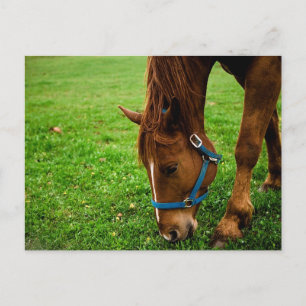 Grazing Chestnut with Stripe Postcard