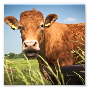 Grazing Cow Closeup Photo Print