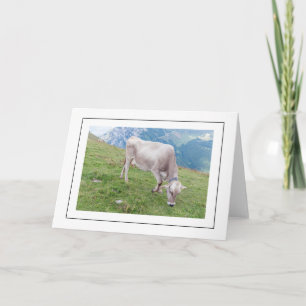 Grazing cow greeting card