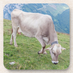 Grazing cow hard plastic coasters