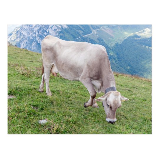Grazing cow postcard