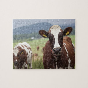 Grazing cows jigsaw puzzle