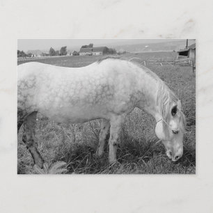 Grazing Dappled Grey Postcard