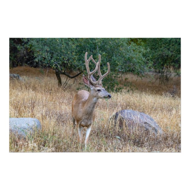 Grazing Deer with Antlers Photograph (Front)