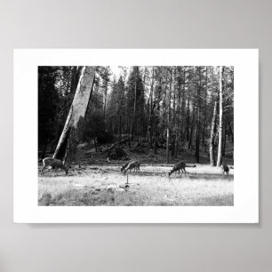 Grazing Deer Yosemite Black and White Photography Poster