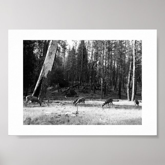 Grazing Deer Yosemite Black and White Photography Poster (Front)