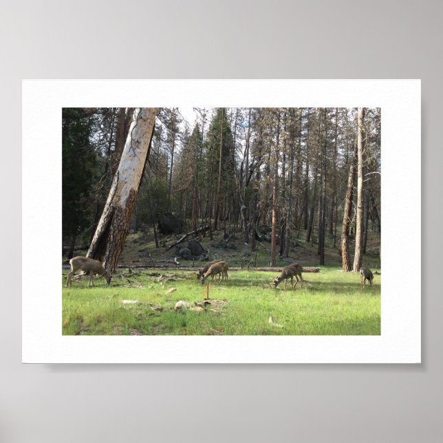 Grazing Deer Yosemite Colour Photography Poster (Front)