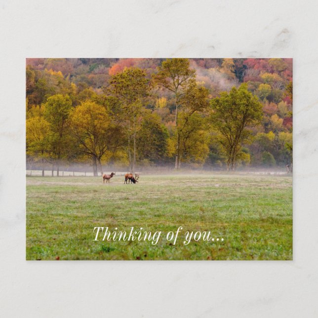 Grazing Elk Couple Thinking Of You Postcard (Front)