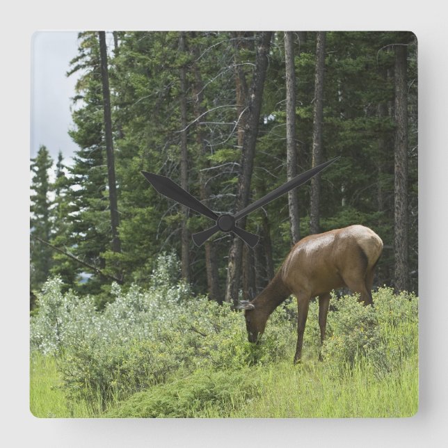 Grazing Elk Square Wall Clock (Front)