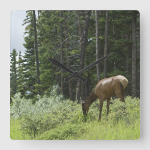 Grazing Elk Square Wall Clock