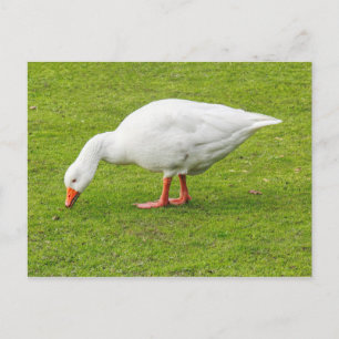 Grazing Emden Goose Postcard