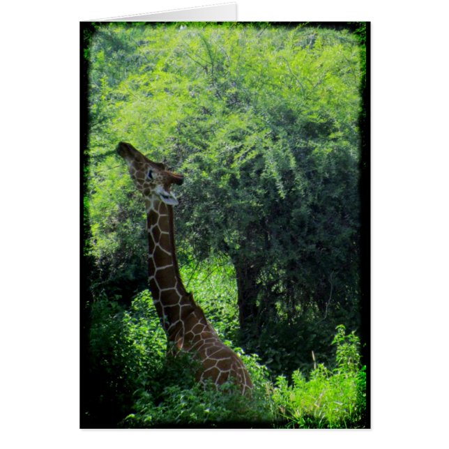 Grazing Giraffe (Front)