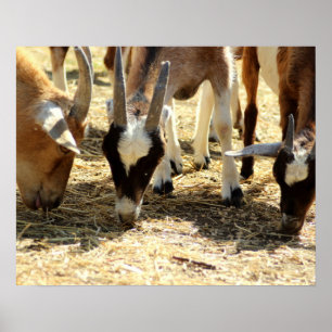 Grazing Goats Poster
