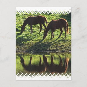 Grazing Horse Pair Postcard