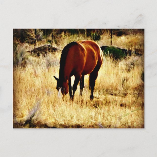 Grazing Horse Postcard (Front)