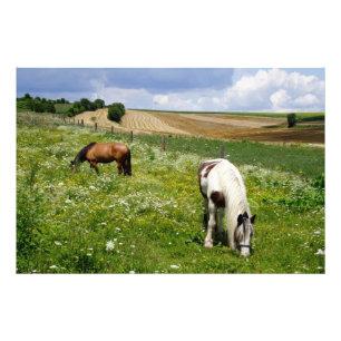 Grazing horses photo print