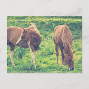 Grazing Horses Postcard