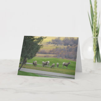 Grazing in Autumn Greeting Card