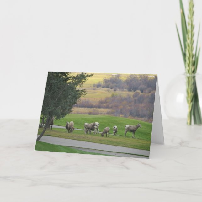 Grazing in Autumn Greeting Card (Front)